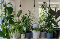 5 redenen om meer planten in huis te halen