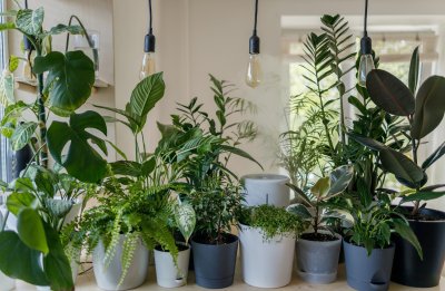 5 redenen om meer planten in huis te halen